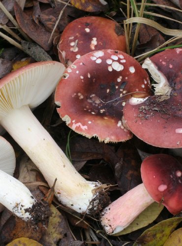 HOLUBINKA MOKŘADNÍ – Russula subrubens – FOTO: Martin Kříž