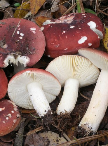 HOLUBINKA MOKŘADNÍ – Russula subrubens – FOTO: Martin Kříž