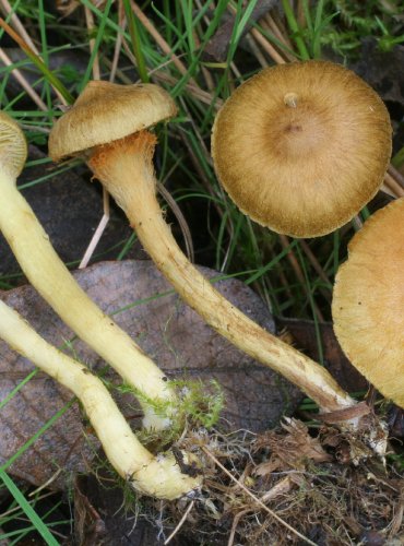 PAVUČINEC SKOŘICOVĚ ŽLUTÝ – Cortinarius cinnamomeoluteus – FOTO: Martin Kříž