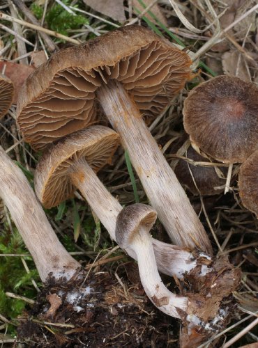 PAVUČINEC UMBROVÝ – Cortinarius umbrinolens – FOTO: Martin Kříž