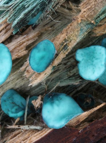 ZELENITKA MĚDĚNKOVÁ – Chlorociboria aeruginascens – FOTO: Martin Kříž