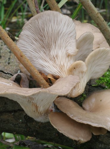 HLÍVA ÚSTŘIČNÁ – Pleurotus ostreatus – FOTO: Martin Kříž