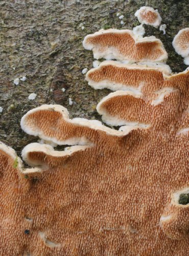 OSTNATEČEK OKROVÝ – Steccherinum ochraceum – FOTO: Martin Kříž