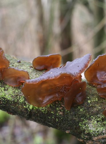 ČERNOROSOL TERČOVITÝ – Exidia recisa – FOTO: Martin Kříž