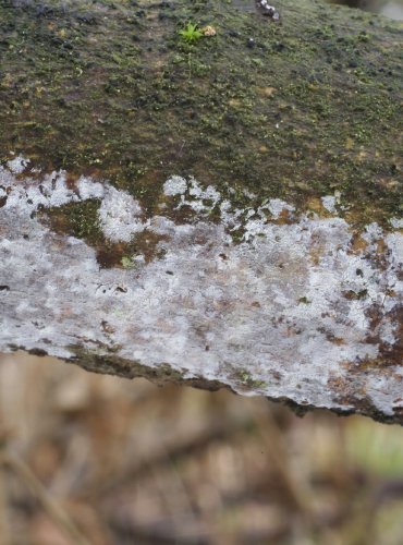 ROZDĚRKA BRINKMANNOVA – Sistotrema brinkmannii – FOTO: Martin Kříž