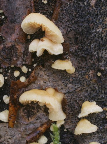 TREPKOVITKA ŽLUTAVÁ – Crepidotus luteolus – FOTO: Martin Kříž