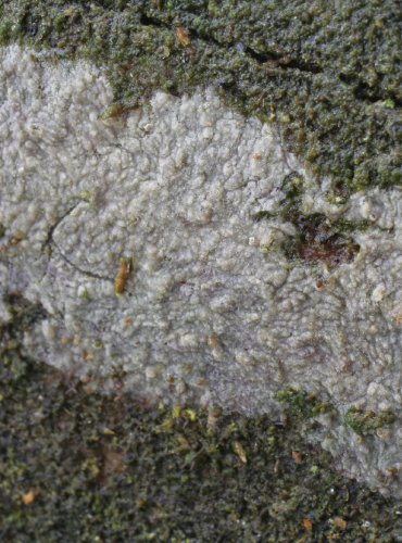 KORNATEC PÝŘITÝ – Hyphoderma puberum – FOTO: Martin Kříž