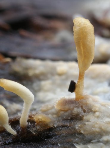 PALUŠKA ŠTĚTINONOHÁ – Typhula gyrans – FOTO: Martin Kříž