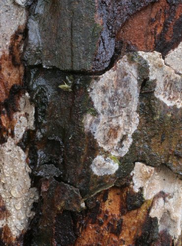 KMENOVKA NAŠEDLÁ – Dendrothele griseocana – FOTO: Martin Kříž