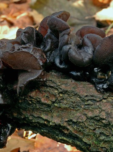 ČERNOROSOL UŤATÝ – Exidia truncata – FOTO: Josef Slavíček