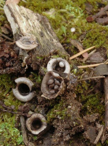 ČÍŠENKA HRNEČKOVÁ – Cyathus olla – FOTO: Josef Slavíček