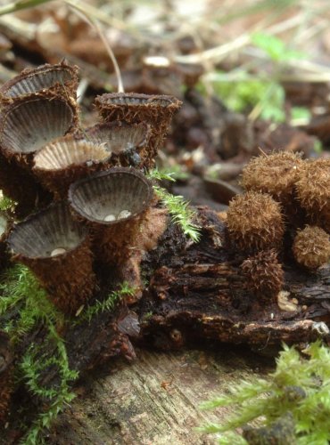 ČÍŠENKA RÝHOVANÁ – Cyathus striatus – FOTO: Josef Slavíček