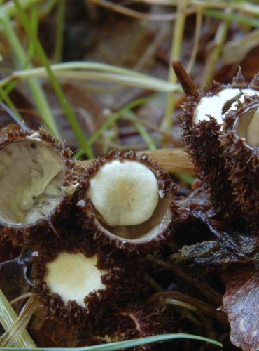 ČÍŠENKA RÝHOVANÁ – Cyathus striatus – FOTO: Josef Slavíček