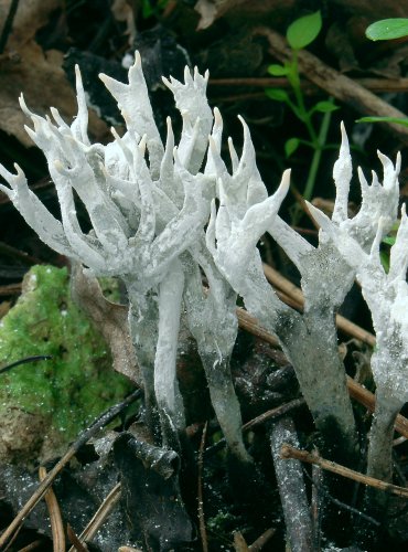 DŘEVNATKA PAROHATÁ – Xylaria hypoxylon – FOTO: Josef Slavíček