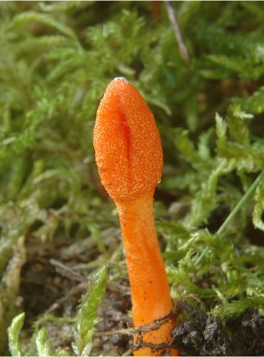 HOUSENICE ČERVENÁ – Cordyceps militaris – FOTO: Josef Slavíček