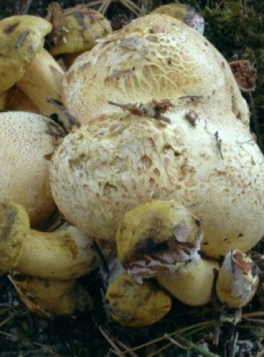 HŘIB PŘÍŽIVNÝ – Pseudoboletus parasiticus – FOTO: Josef Slavíček