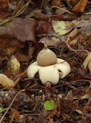 HVĚZDOVKA BRVITÁ – Geastrum fimbriatum – FOTO: Josef Slavíček