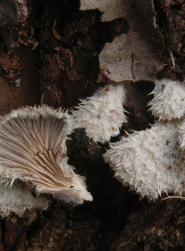 KLANOLÍSTKA OBECNÁ – Schizophyllum commune – FOTO: Josef Slavíček