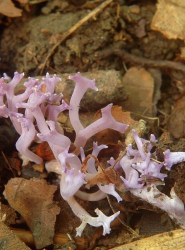 KUŘINEC LILÁKOVÝ – Ramariopsis pulchella – FOTO: Josef Slavíček