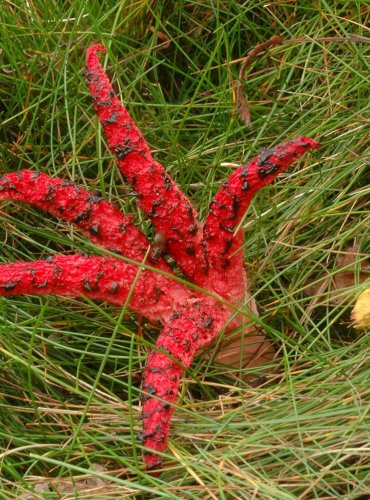 KVĚTNATEC ARCHERŮV – Clathrus archeri – FOTO: Josef Slavíček