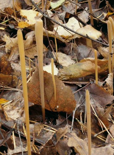 KYJ ROURKOVITÝ – Macrotyphula fistulosa – FOTO: Josef Slavíček