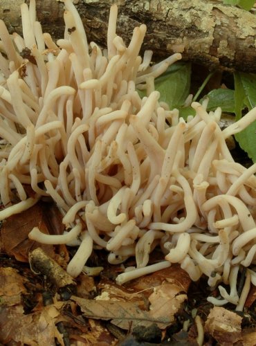 KYJANKA ZAKOUŘENÁ – Clavaria fumosa – FOTO: Josef Slavíček