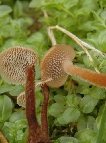 LŽIČKOVEC ŠIŠKOVÝ – Auriscalpium vulgare – FOTO: Josef Slavíček