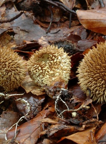 PÝCHAVKA JEŽATÁ – Lycoperdon echinatum – FOTO: Josef Slavíček