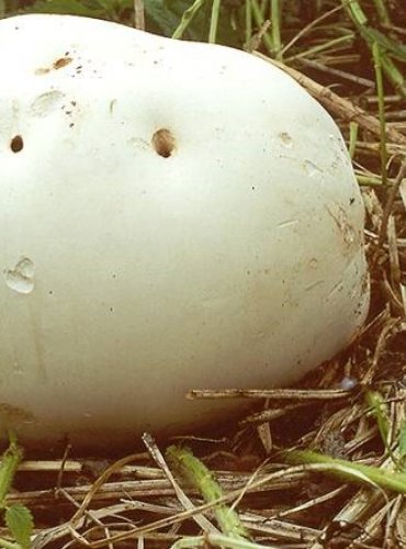 PÝCHAVKA OBROVSKÁ (VATOVEC) – Calvatia gigantea – FOTO: Josef Slavíček