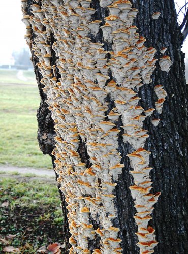 REZAVEC LESKNAVÝ – Inonotus radiatus – FOTO: Josef Slavíček