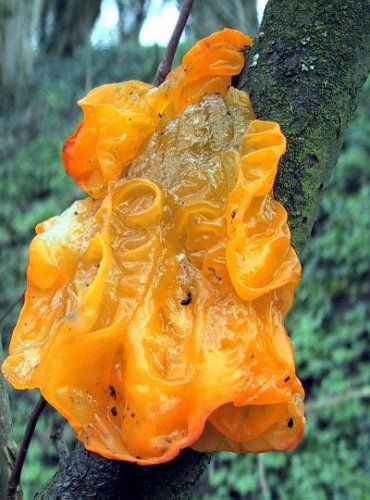 ROSOLOVKA MOZKOVITÁ – Tremella mesenterica – FOTO: Josef Slavíček