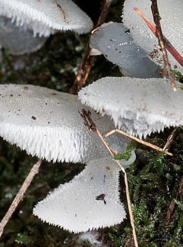 ROSOLOZUB HUSPENITÝ – Pseudohydnum gelatinosum – FOTO: Josef Slavíček