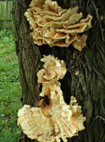 SÍROVEC ŽLUTOORANŽOVÝ – Laetiporus sulphureus – FOTO: Josef Slavíček