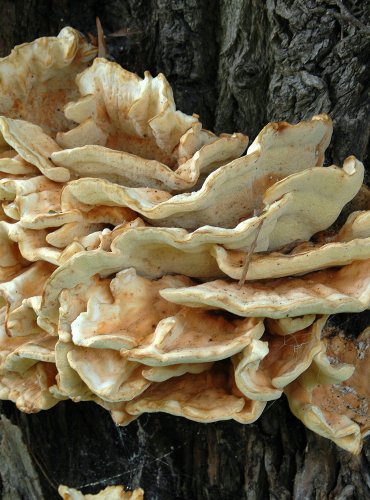 SÍROVEC ŽLUTOORANŽOVÝ – Laetiporus sulphureus – FOTO: Josef Slavíček