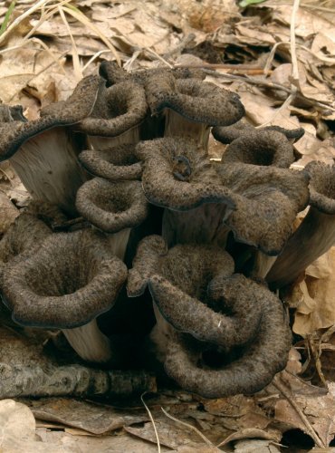 STROČEK TRUBKOVITÝ – Craterellus cornucopioides – FOTO: Josef Slavíček