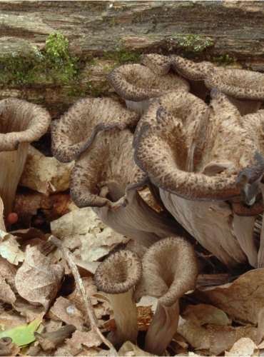 STROČEK TRUBKOVITÝ – Craterellus cornucopioides – FOTO: Josef Slavíček