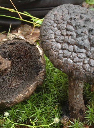 ŠIŠKOVEC ČERNÝ – Strobilomyces strobilaceus – FOTO: Josef Slavíček