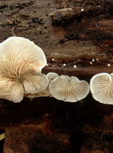 TREPKOVITKA MĚNLIVÁ – Crepidotus variabilis – FOTO: Josef Slavíček