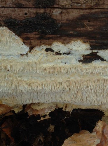 OSTNATEC KŘEHKÝ – Dentipellis fragilis – FOTO: Josef Slavíček