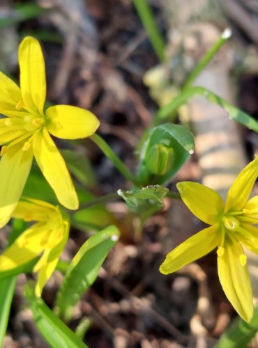 KŘIVATEC ŽLUTÝ (Gagea lutea) FOTO: Marta Knauerová