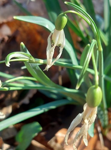 SNĚŽENKA PODSNĚŽNÍK (Galanthus nivalis) FOTO: Marta Knauerová