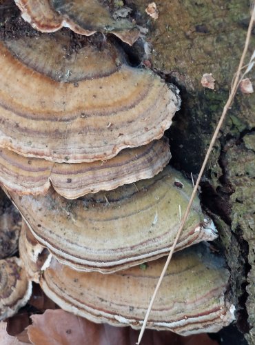 OUTKOVKA PESTRÁ (Trametes versicolor) FOTO: Marta Knauerová