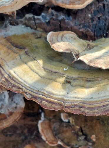 OUTKOVKA PESTRÁ (Trametes versicolor) FOTO: Marta Knauerová