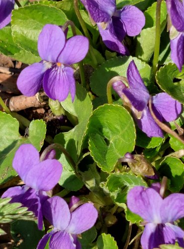 VIOLKA VONNÁ (Viola odorata) FOTO: Marta Knauerová