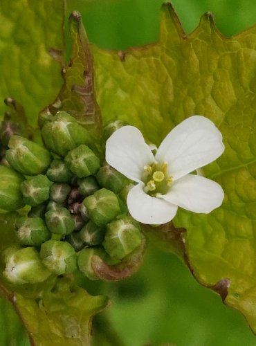 ČESNÁČEK LÉKAŘSKÝ (Alliaria petiolata) FOTO: Marta Knauerová