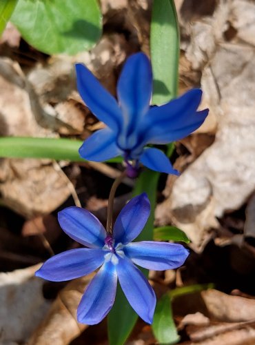 LADOŇKA DVOULISTÁ (Scilla bifolia) FOTO: Marta Knauerová