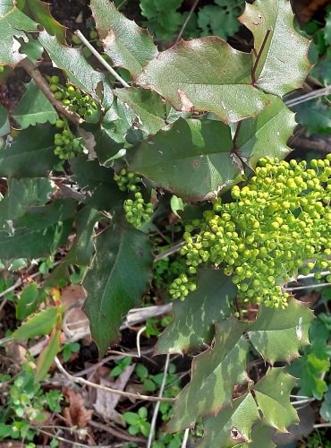 MAHÓNIE CESMÍNOLISTÁ (Mahonia aquifolium) FOTO: Marta Knauerová