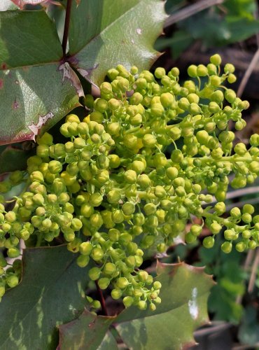 MAHÓNIE CESMÍNOLISTÁ (Mahonia aquifolium) FOTO: Marta Knauerová