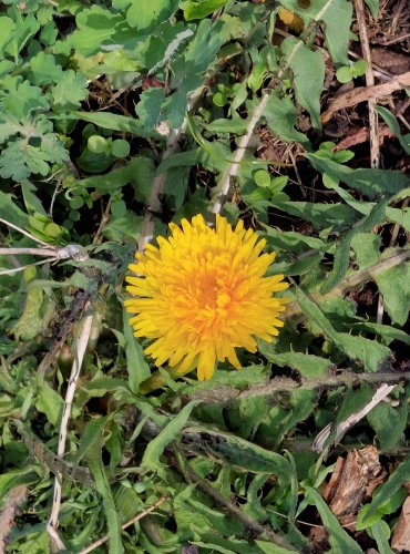 PAMPELIŠKA LÉKAŘSKÁ (Taraxacum officinale) FOTO: Marta Knauerová