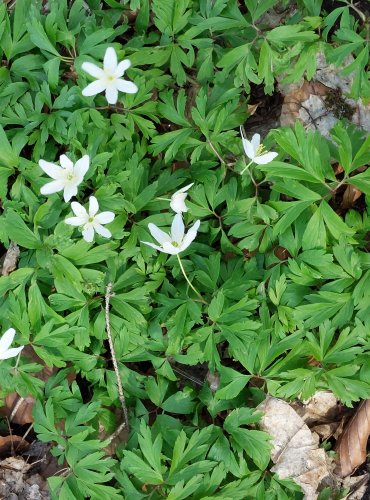 SASANKA HAJNÍ (Anemone nemorosa) FOTO: Marta Knauerová